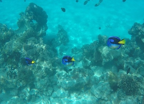 Combiné circuit et hôtel Framissima Paje Palms Beach Resort 4* avec 2 nuits au Parc de Selous - 5