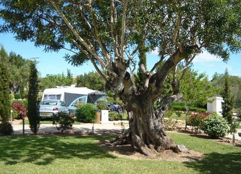 Camping L'Orangeraie - Camping Paradis, 3* - 29