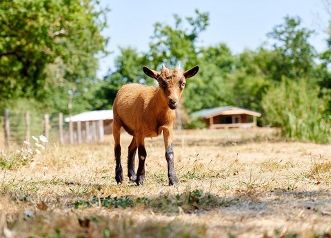 Camping Paradis la Bretonnière, 4* - 69