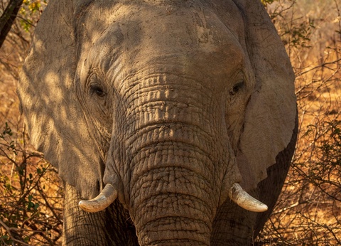 Circuit Essence de l'Afrique du Sud : du Cap aux terres sauvages **** - 6
