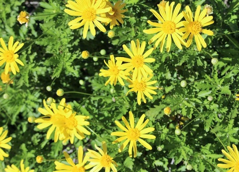 Flower Camping Le Dolium, 4* - 38