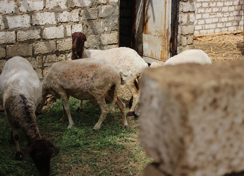 Circuit Terre de Pharaons - 8