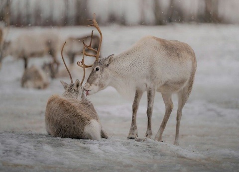 Circuit Expérience Arctique - 2