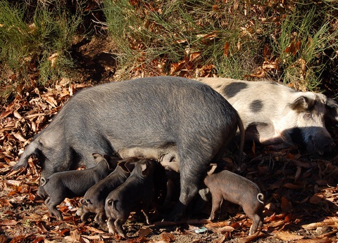 Corsica Tradizioni en demi-pension ( sans transport ) - 3