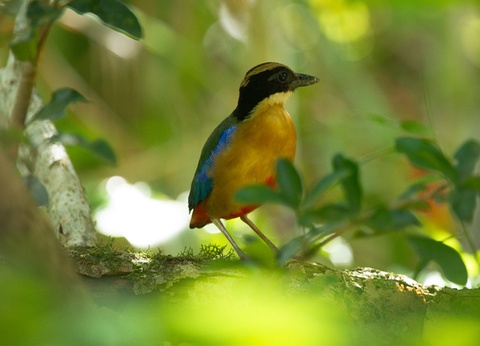 Circuit Du Parc National de Khao Sok aux Sables de Khao Lak - 4