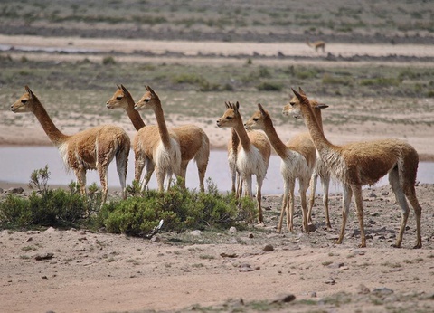 Circuit Regard sur le Pérou et Amazonie - 4