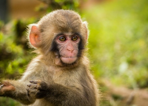 Combiné Tokyo Kyoto en 3* ou 4* - 3