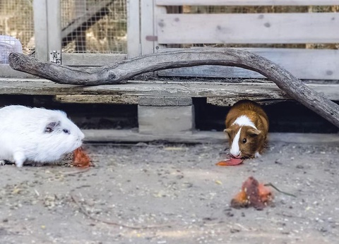 Camping U pezzo, 2* - 7