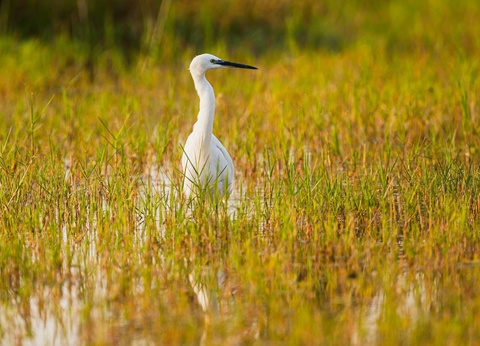 Circuit Légendes du Cap et de la savane + extension aux chutes Victoria **** - 8