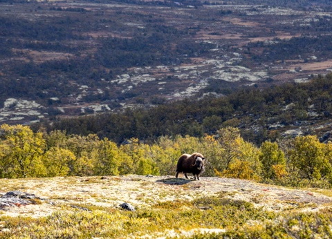 Circuit Vision Magique des Grands Fjords Norvégiens - 7