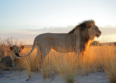 Circuit Safari au coeur des grands parcs du Kenya - 3
