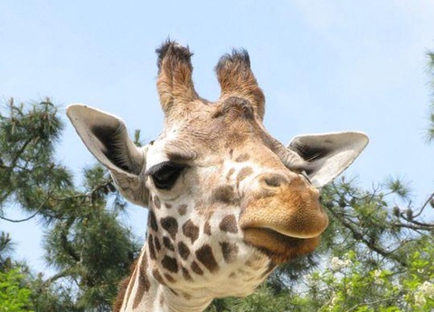 Camping Les Floralies, 4* - 28