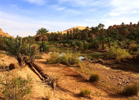 Circuit La boucle des Oasis : les jardins de la Saoura - 5