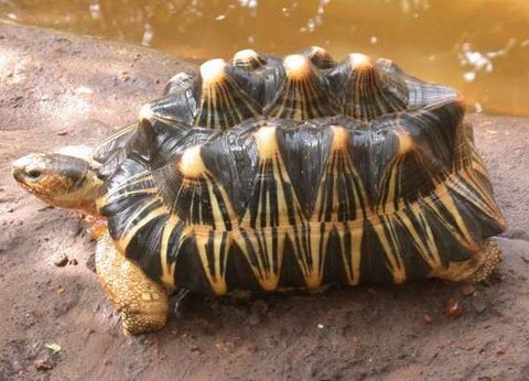 Circuit Racines et Plages du Sénégal, logement au Jumbo Yuma Lodge *** - 21