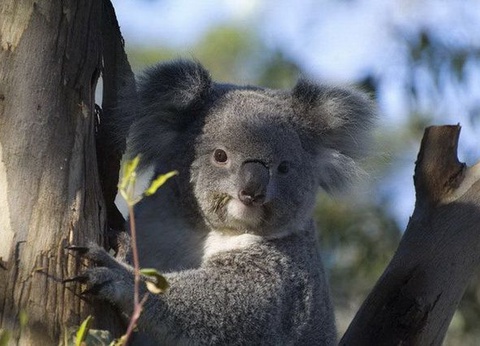 CIRCUIT MOSAIQUE AUSTRALIENNE ET OUVERTURE SUR LE SUD - 3