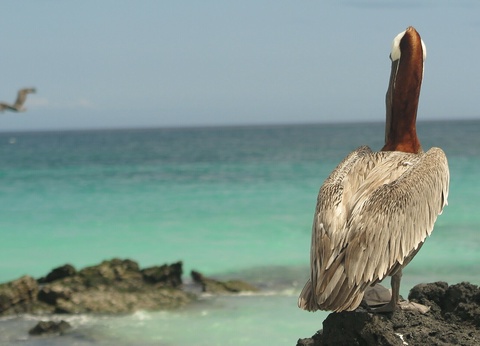 Du continent Amérindien aux îles volcaniques - 5