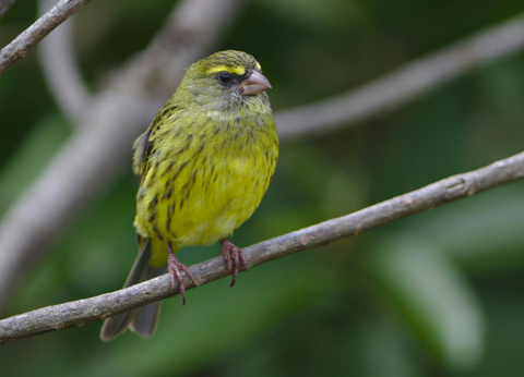 Circuit Aventures Australes, de l'Afrique du Sud au Botswana - 6
