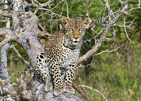 Combiné Ôclub Select SBH Monica Zanzibar 5* et Safari 2 nuits - 2