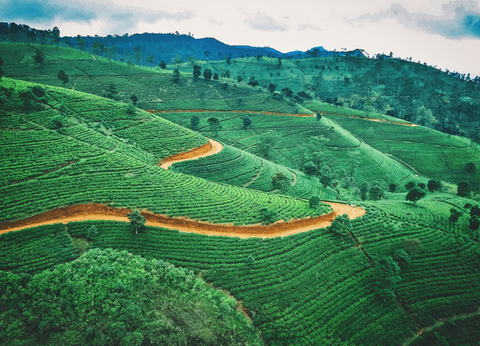 Circuit Merveilles du Kerala en Privatif - 23