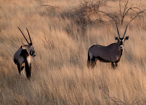 Autotour Sur les routes de Namibie **** - 11