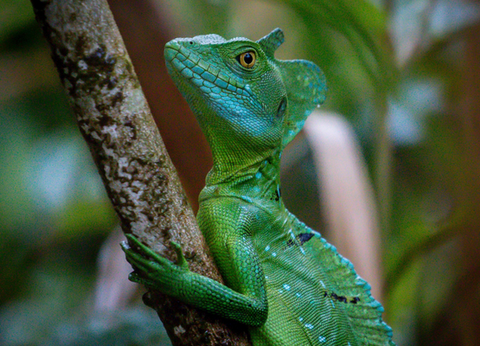 Circuit Joyaux Verts d'Amérique Centrale : du Costa Rica au Panama - 13