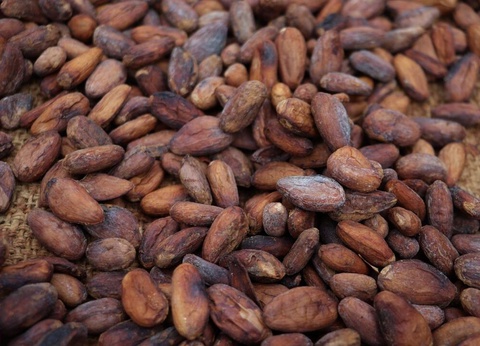 Circuit entre Jungles et Forêts du Costa Rica + extension Playa Samara - 8