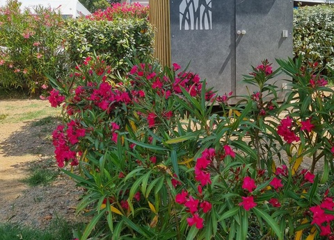 Camping Cap du Roc, 4* - 8