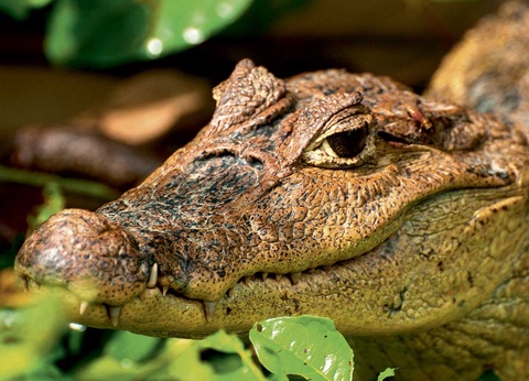 Circuit Volcans et peuples oubliés - 13