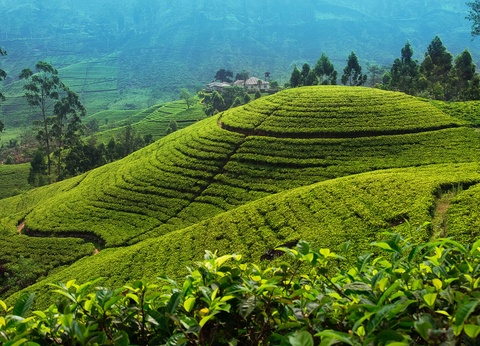 Circuit Le Classique De Ceylan 4* - 12