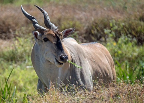 Safari Magie d'Afrique - 4