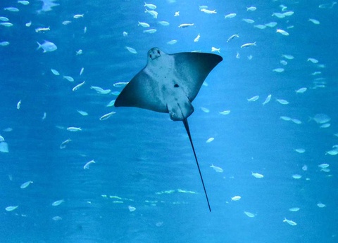 Séjour familial avec entrée à l'Aquarium Nausicaa - 3* - 29