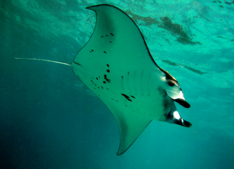 Circuit Secrets de Bali et Plage de Nusa Lembongan - 20