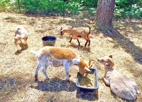 Camping Lou Pignada - 19