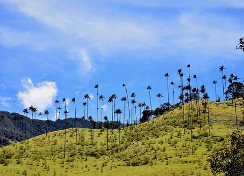 Circuit Merveilles de Colombie et Séjour Carthagène - 6