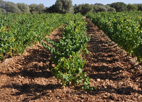 Camping Le Fun, 4* - 56