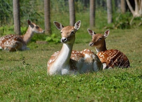 Camping Paradis - Les Nobis d'Anjou, 4* - 30