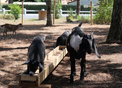 Flower Camping Au Bois des Biches, 4* - 43