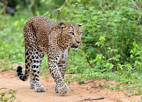 Circuit Ceylan Bonheur - 17