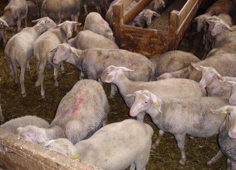 Camping Ushuaïa villages Sabot, 3* - 36