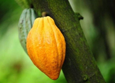 Circuit Beautés du Costa Rica *** - 20