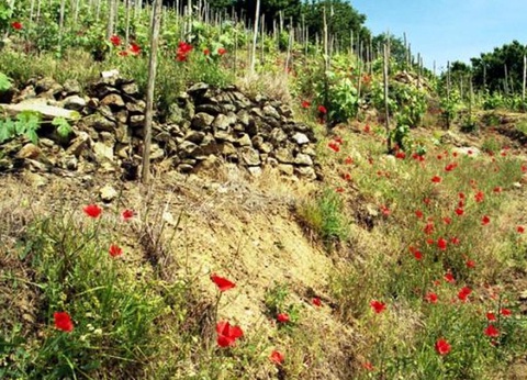 Camping Iserand Calme et Nature, 3* - 37