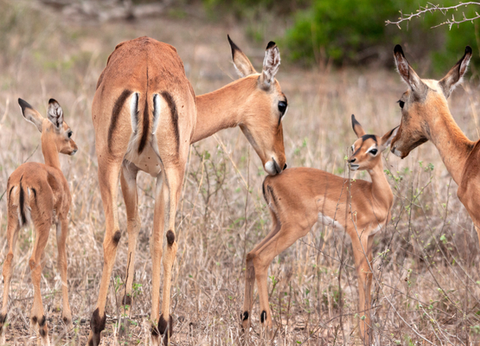 Circuit Aventures Australes, de l'Afrique du Sud au Botswana - 25