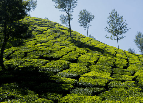 Circuit Merveilles du Kerala en Privatif - 15
