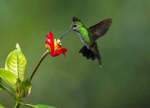 Circuit Beautés du Costa Rica *** - 19