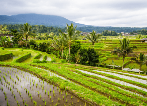 Circuit Au Coeur de Bali - 15