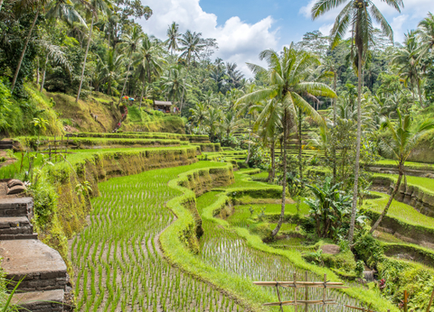 Combiné De Hong Kong à la Jungle de Bali - 17