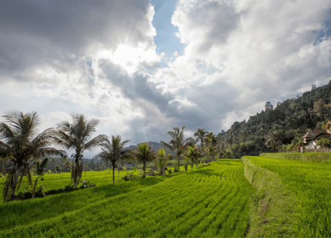Circuit Lotus de Bali et Plage - 14