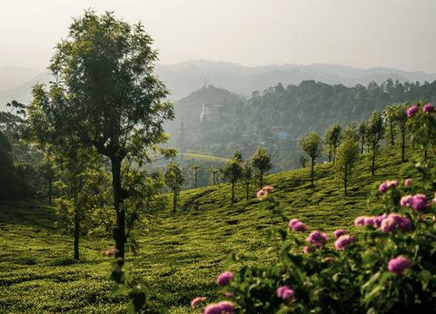 Circuit Merveilles du Kerala en Privatif - 26