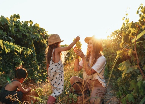 Camping Borepo, 3* - 23