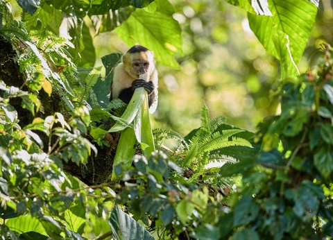 Circuit Costa Rica authentique : trek entre forêts et volcans - 5